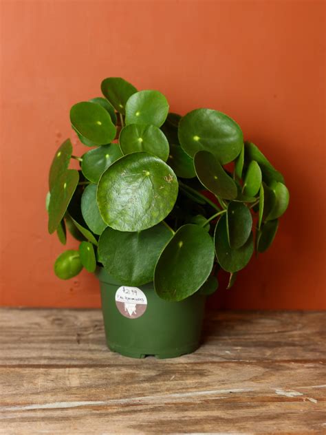 巴黎美人風水|巴黎美人粗肋草（Pilea peperomioides）